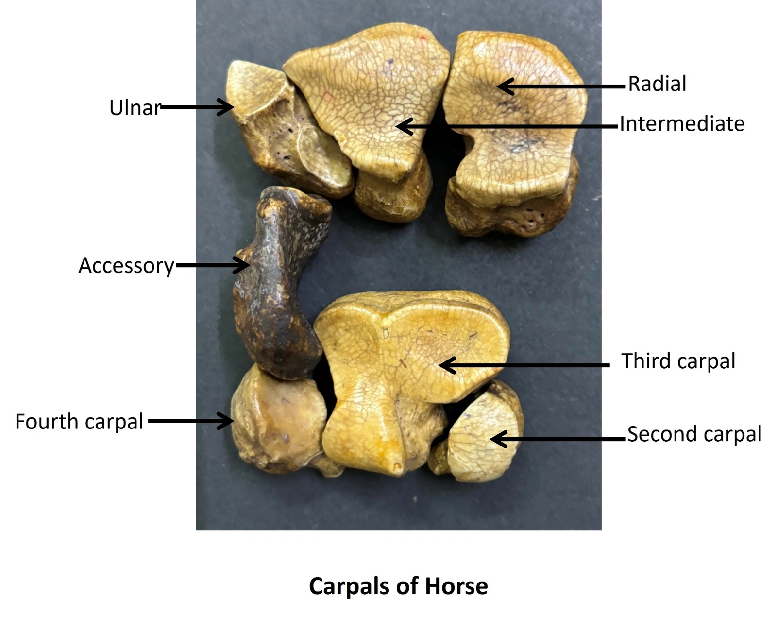 Carpals of Horse