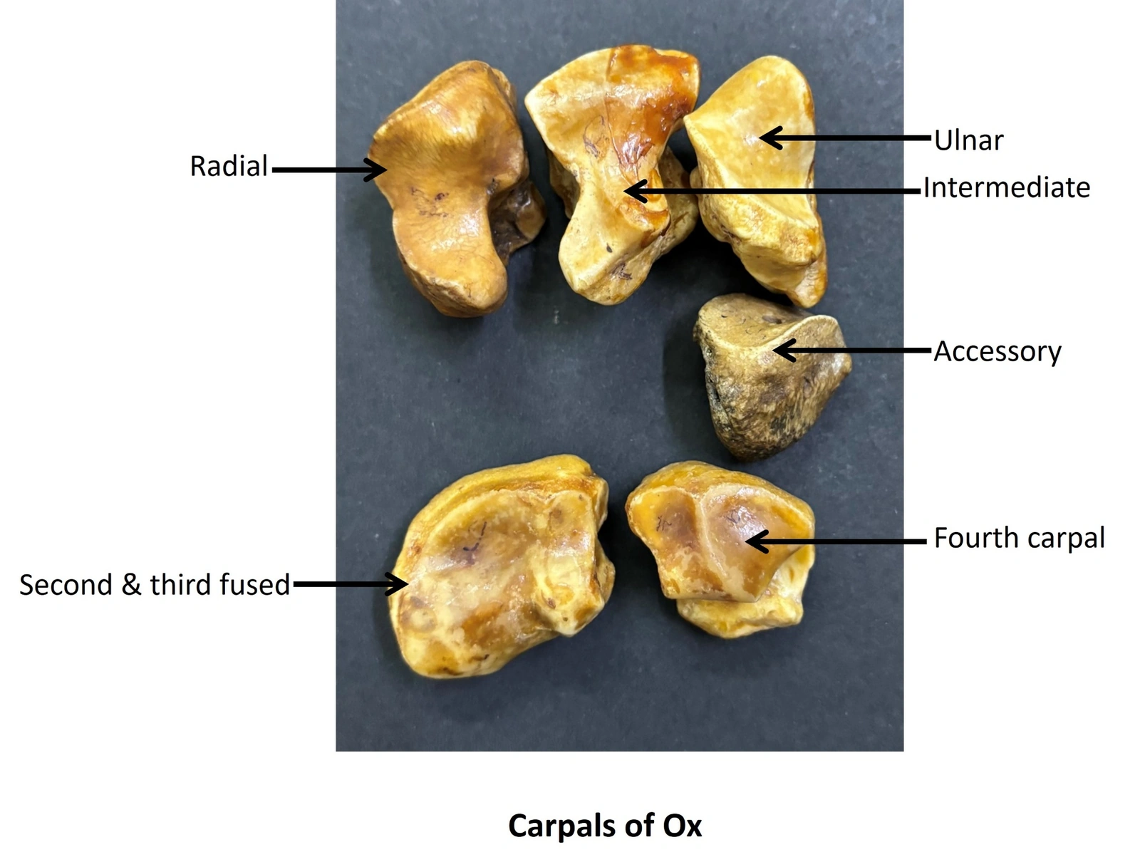 Carpals of Ox