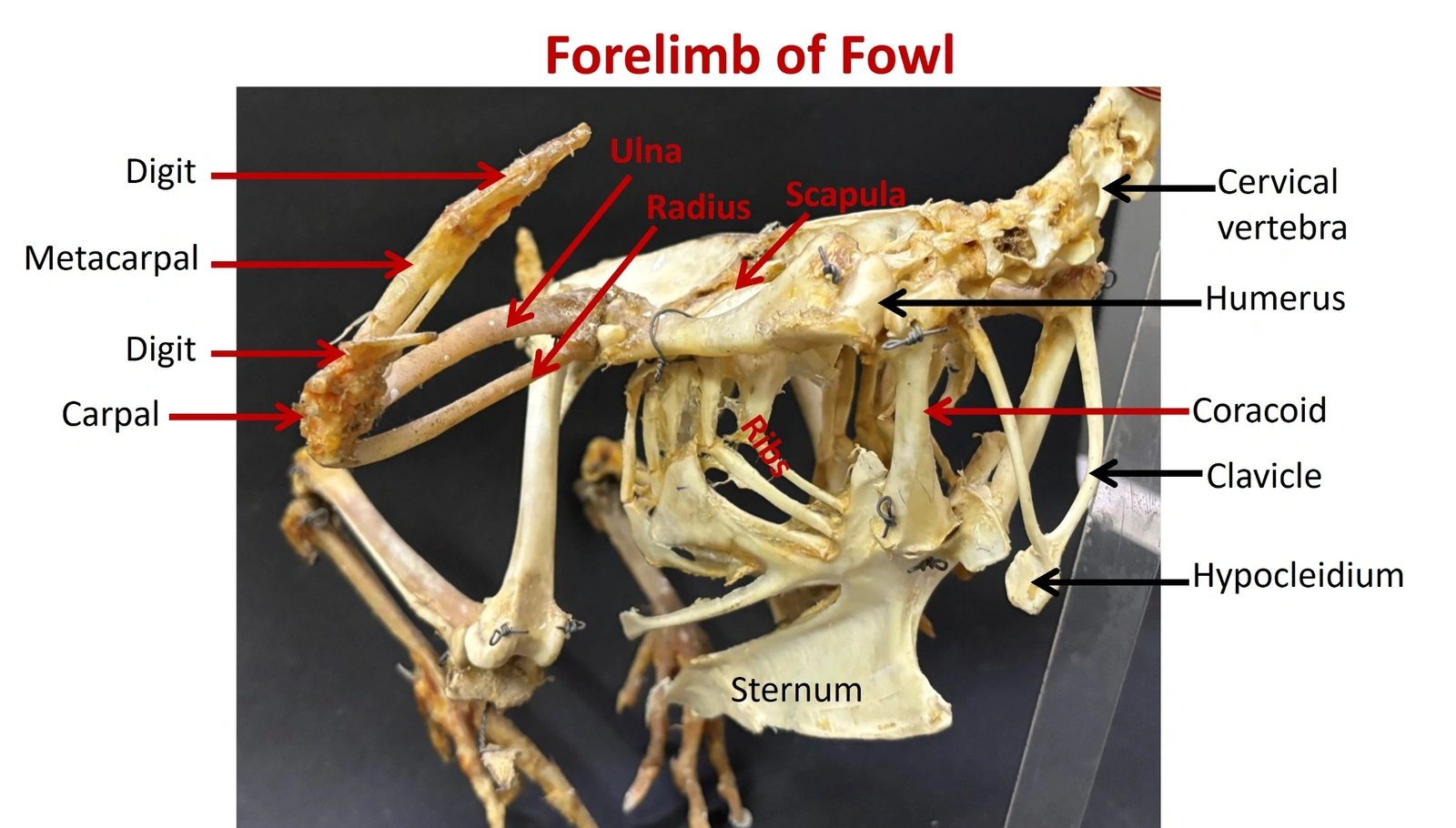 Forelimb of Fowl — Shoulder girdle in situ