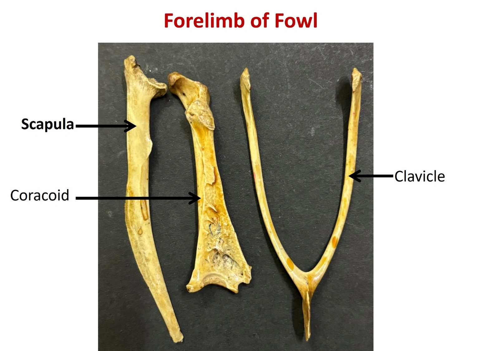 Forelimb of Fowl — Scapula, coracoid and clavicle