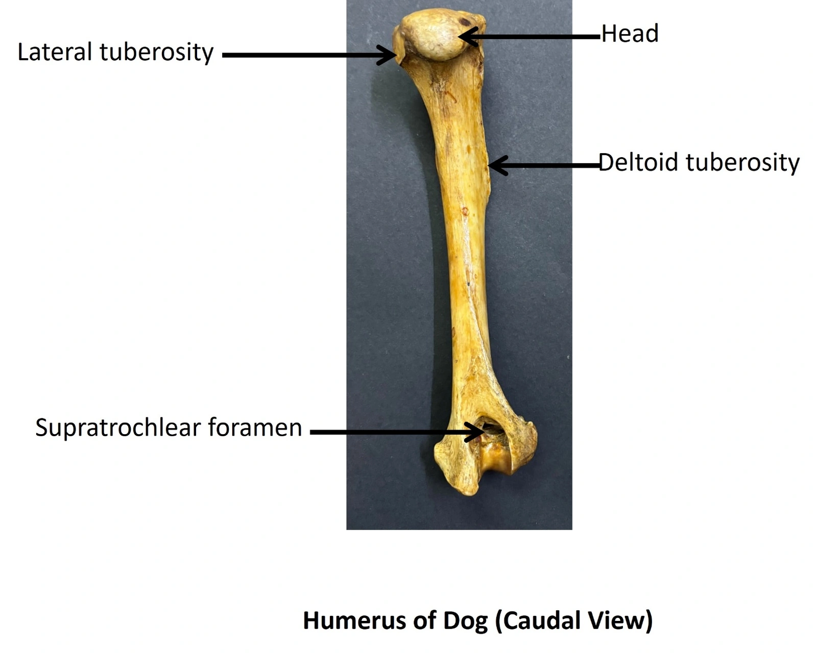 Humerus of Dog — Caudal view
