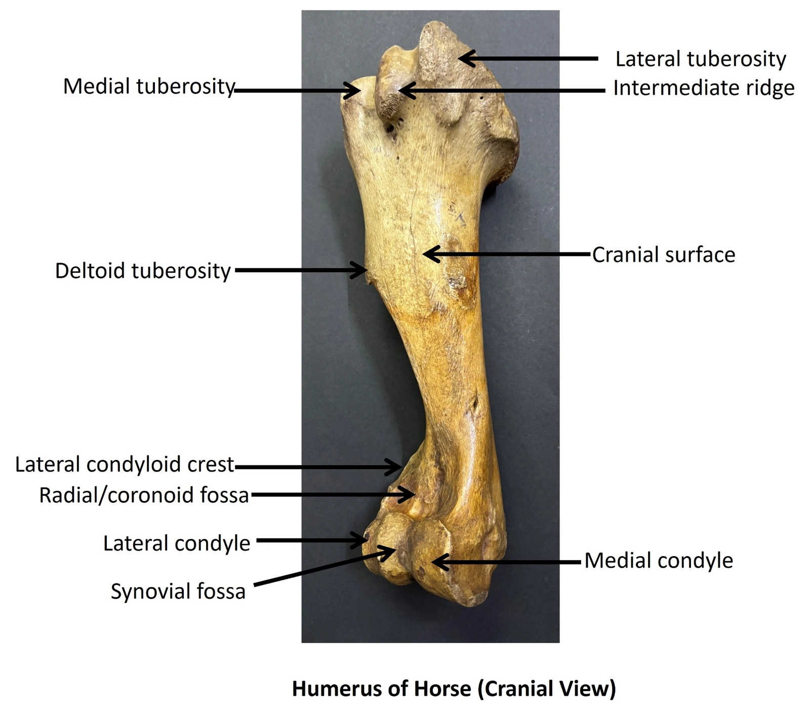 Humerus of Horse — Cranial view