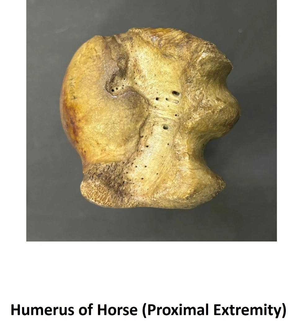 Humerus of Horse — Proximal extremity