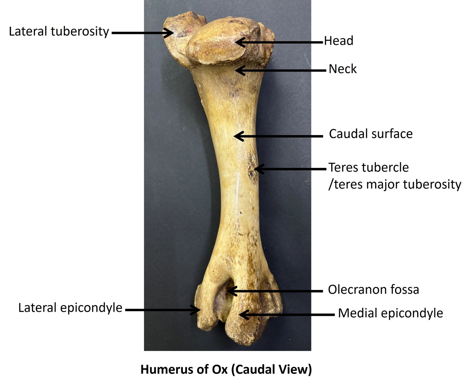 Humerus of Ox — Caudal view