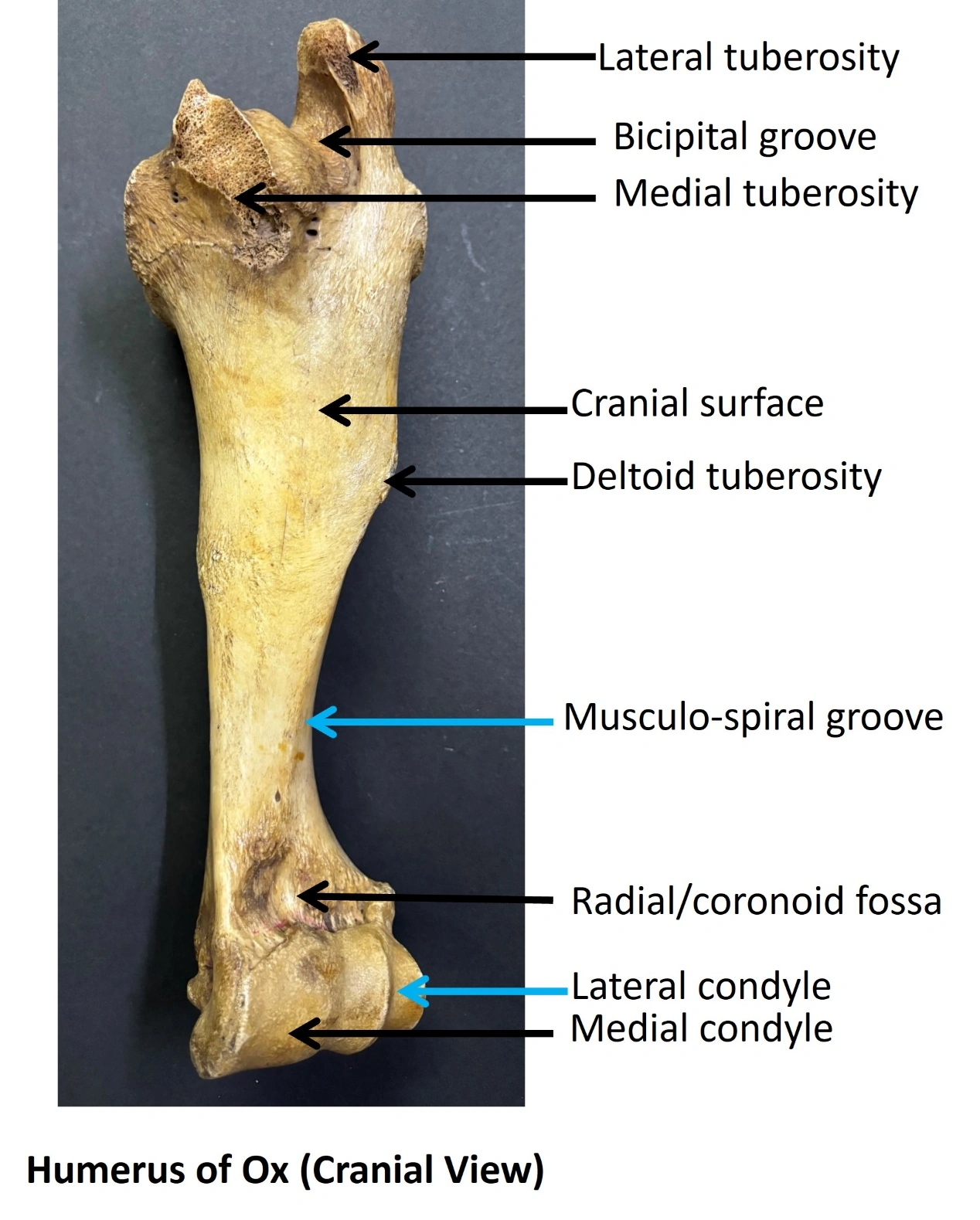 Humerus of Ox — Cranial view