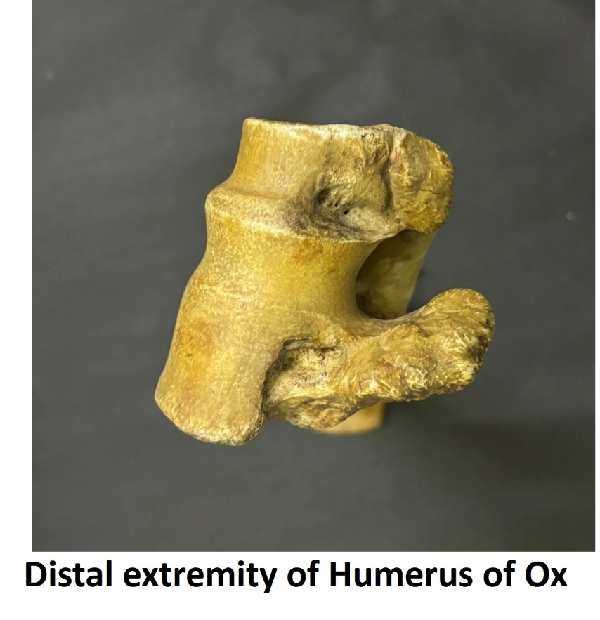 Humerus of Ox — Distal extremity