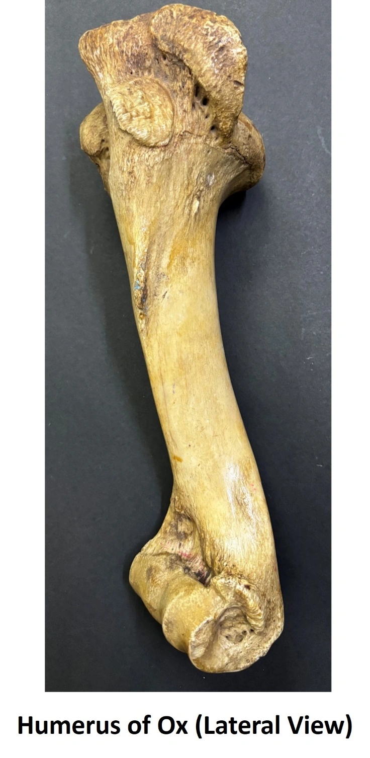 Humerus of Ox — Lateral view