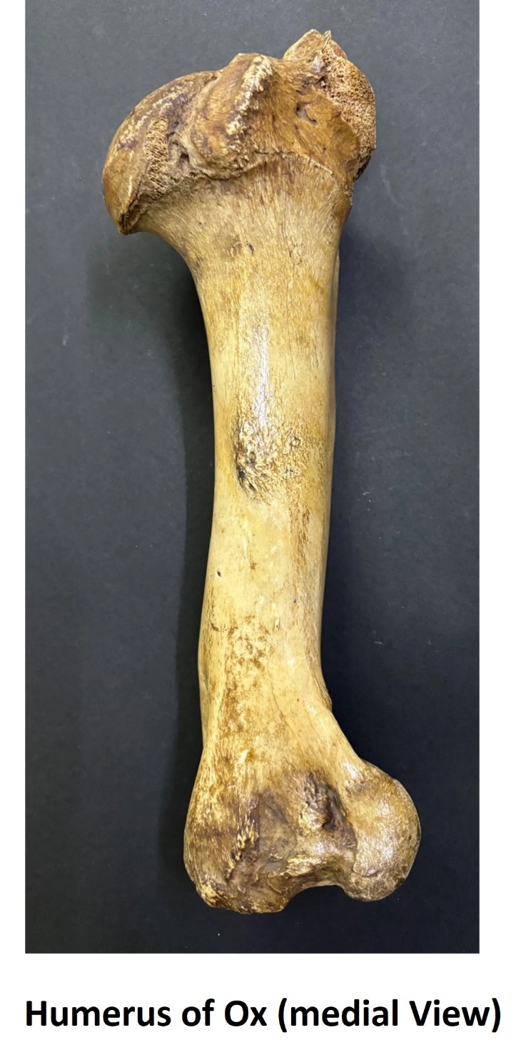 Humerus of Ox — Medial view