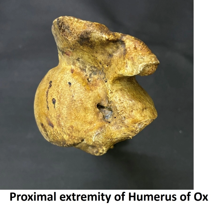 Humerus of Ox — Proximal extremity