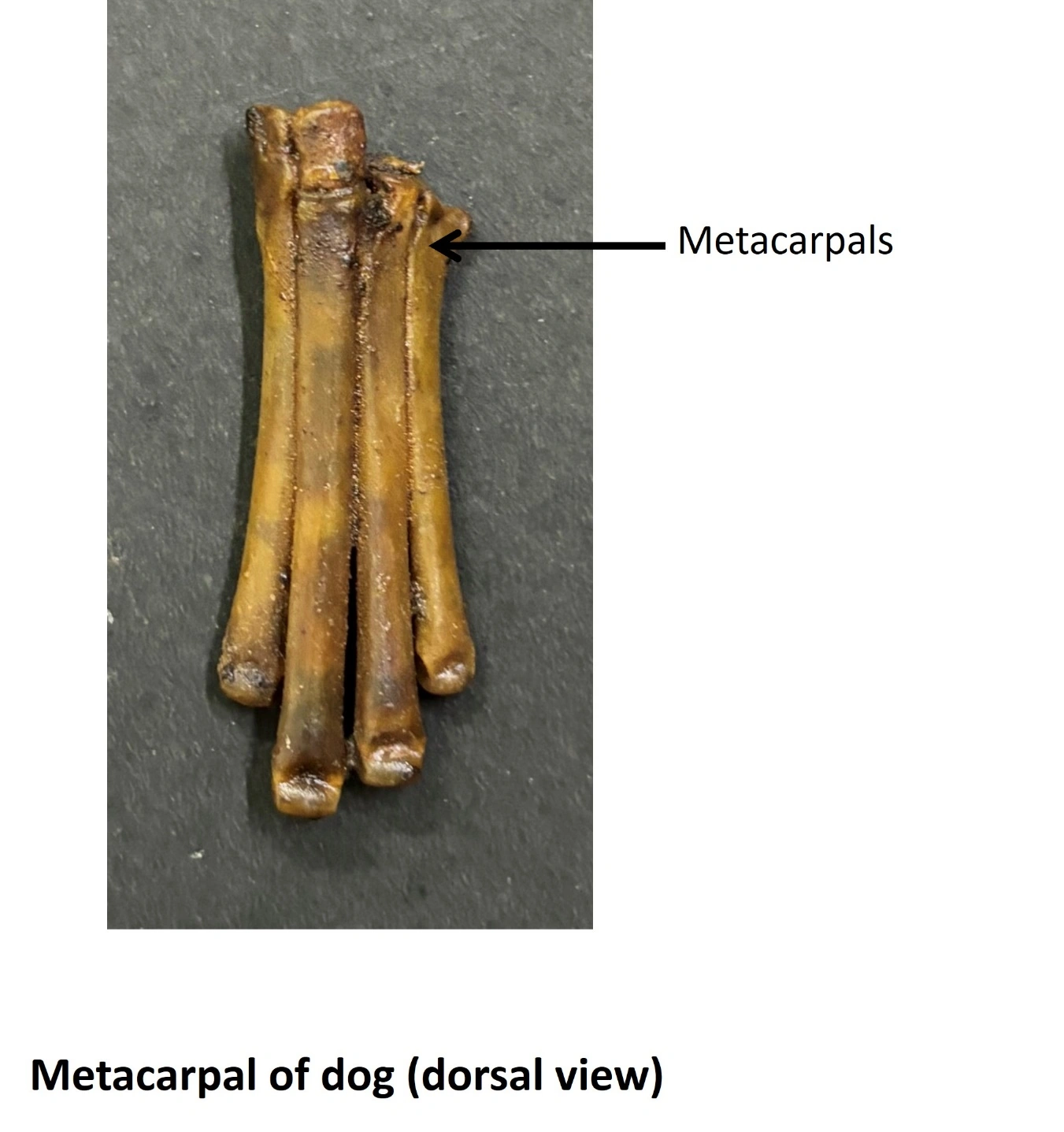 Metacarpal of Dog — Dorsal view