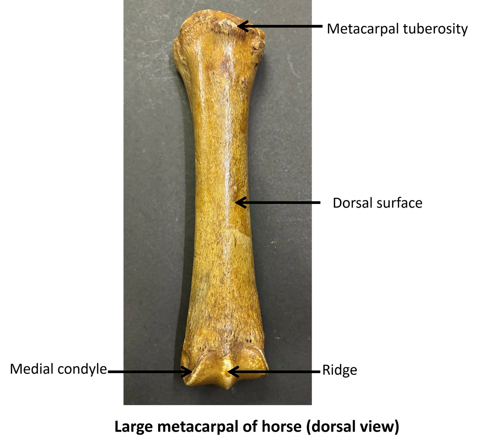 Large metacarpal of Horse — Dorsal view