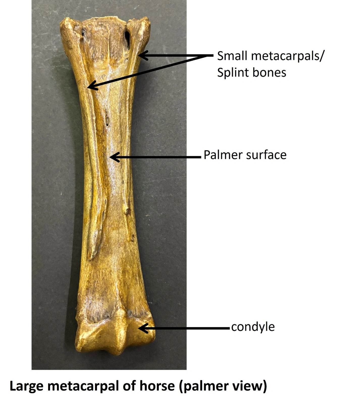 Large metacarpal of Horse — Palmar view
