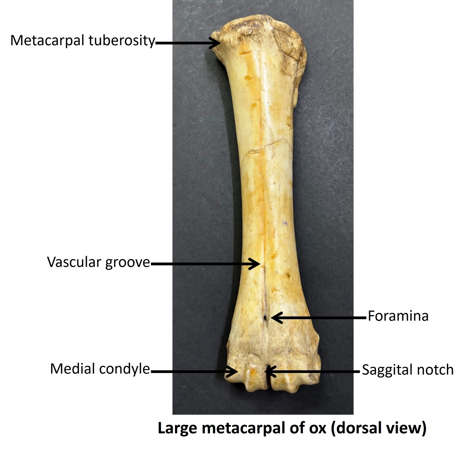 Large metacarpal of Ox — Dorsal view