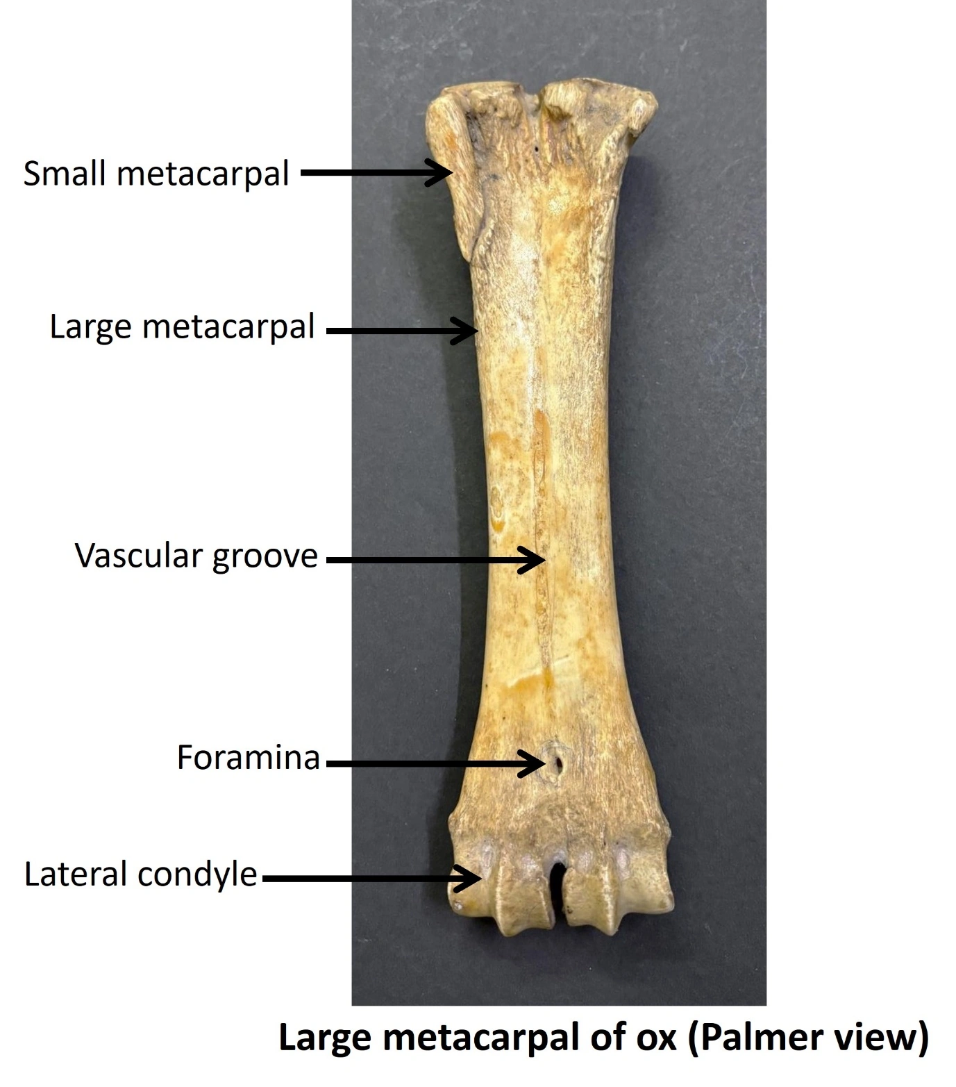 Large metacarpal of Ox — Palmar view