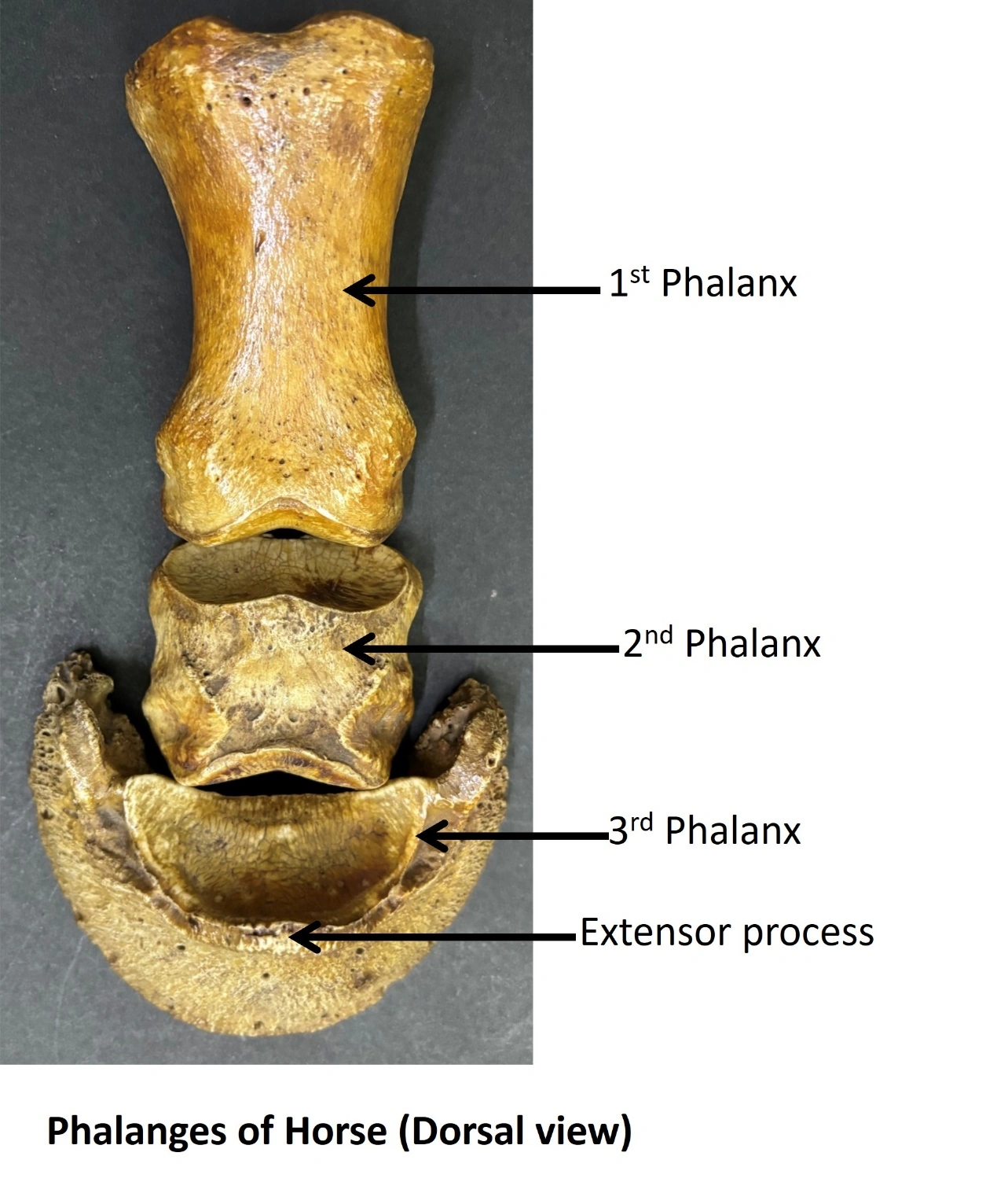 Phalanges of Horse — Dorsal view