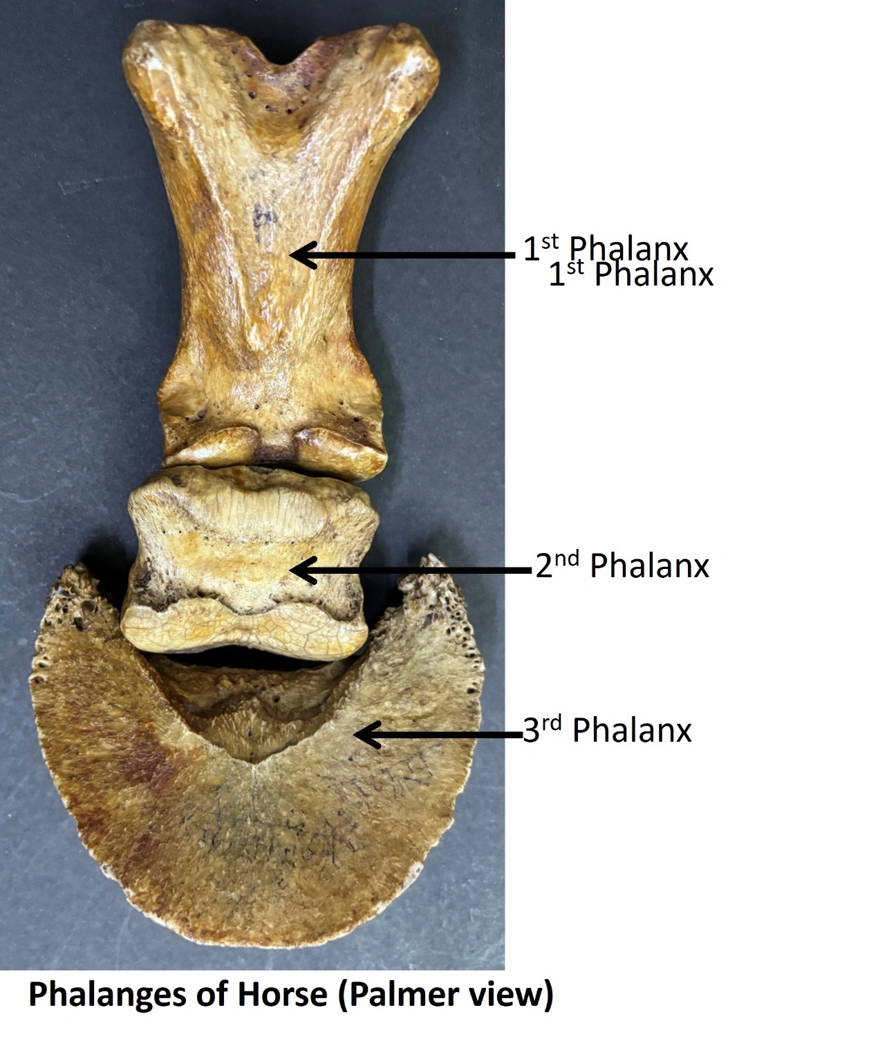 Phalanges of Horse — Palmar view