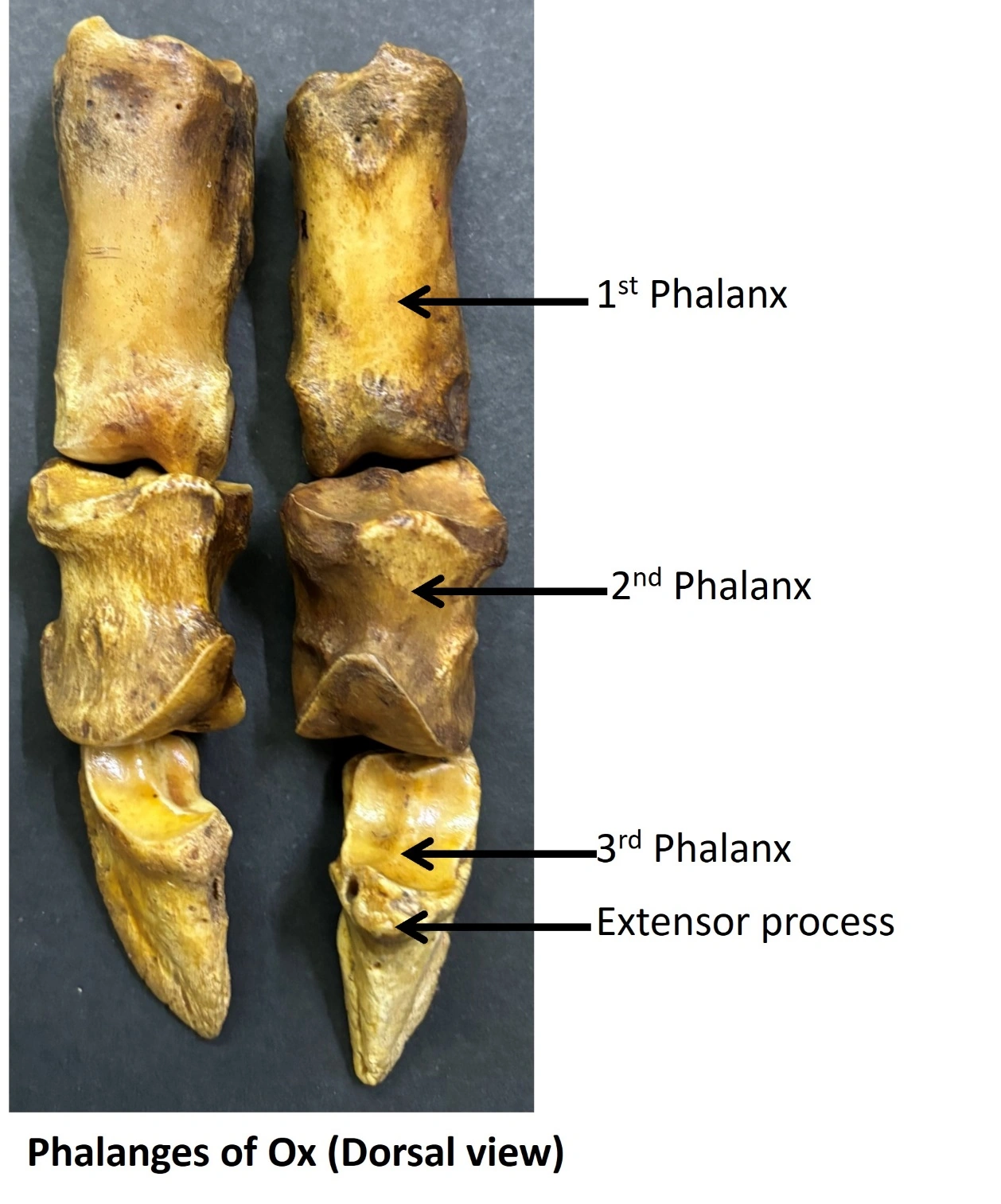 Phalanges of Ox — Dorsal view