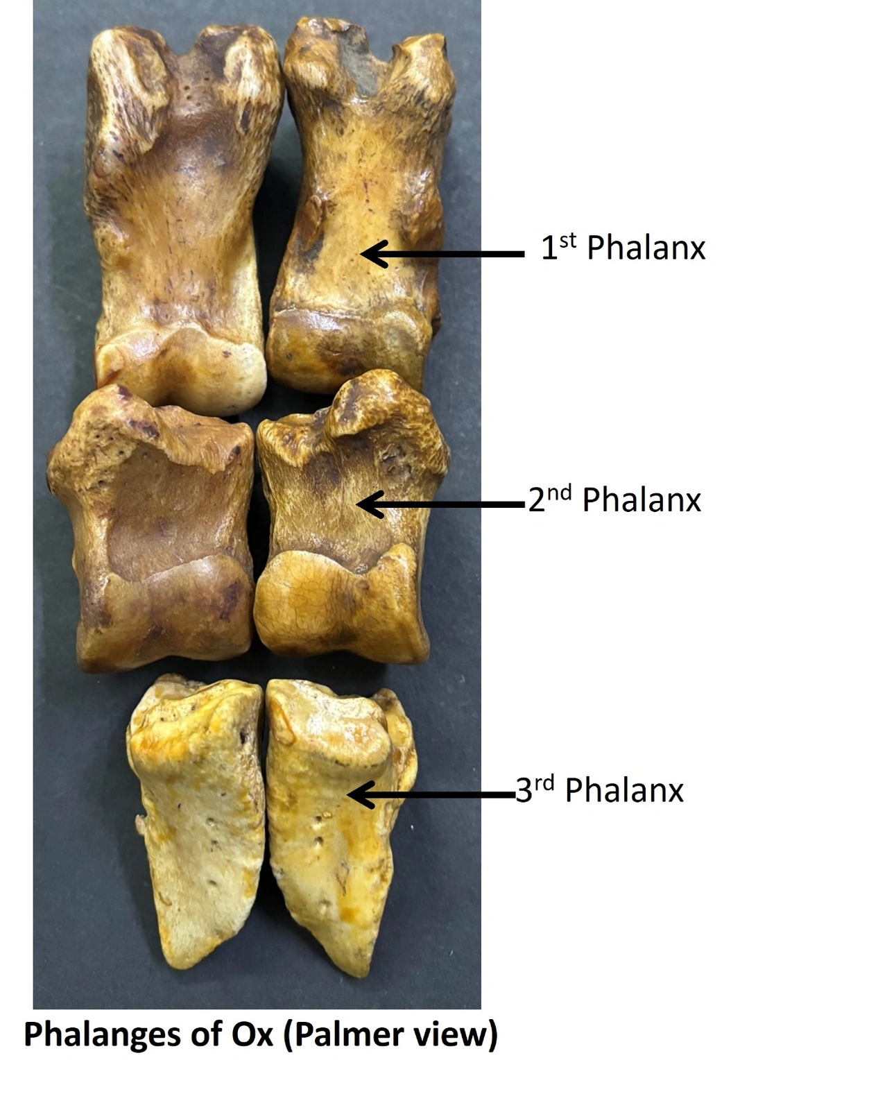 Phalanges of Ox — Palmar view