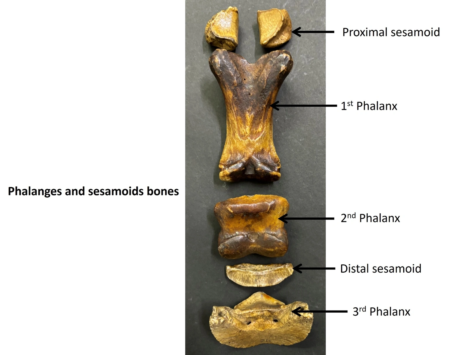 Phalanges and sesamoid bones of Horse