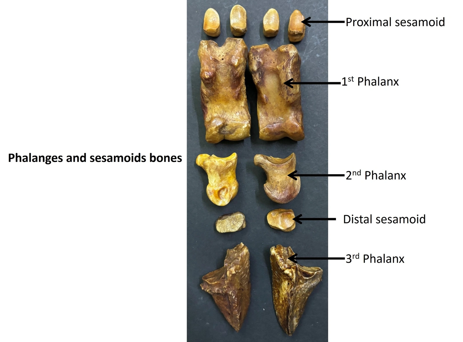 Phalanges and sesamoid bones of Ox