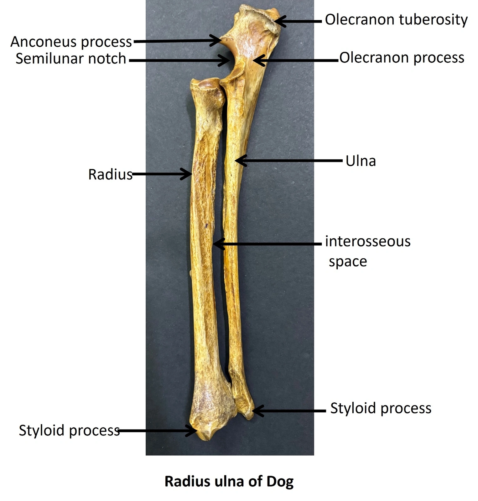 Radius &amp; Ulna of Dog