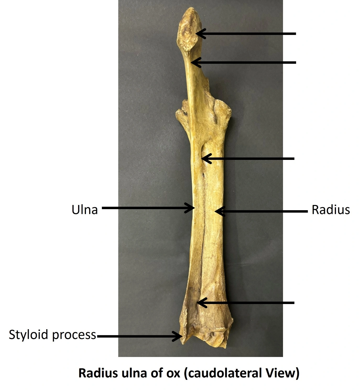 Radius &amp; Ulna of Ox — Caudolateral view