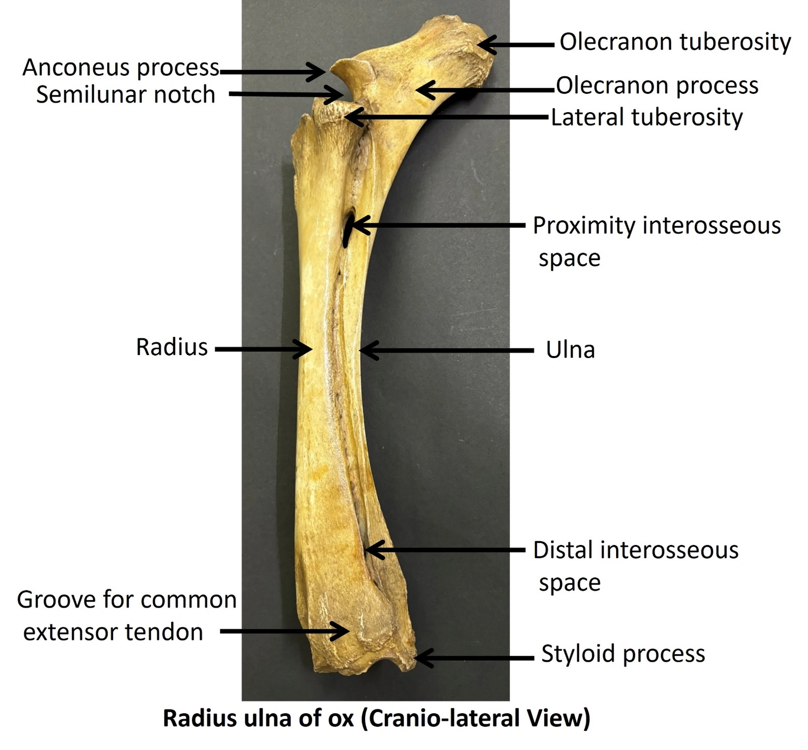 Radius &amp; Ulna of Ox — Craniolateral view