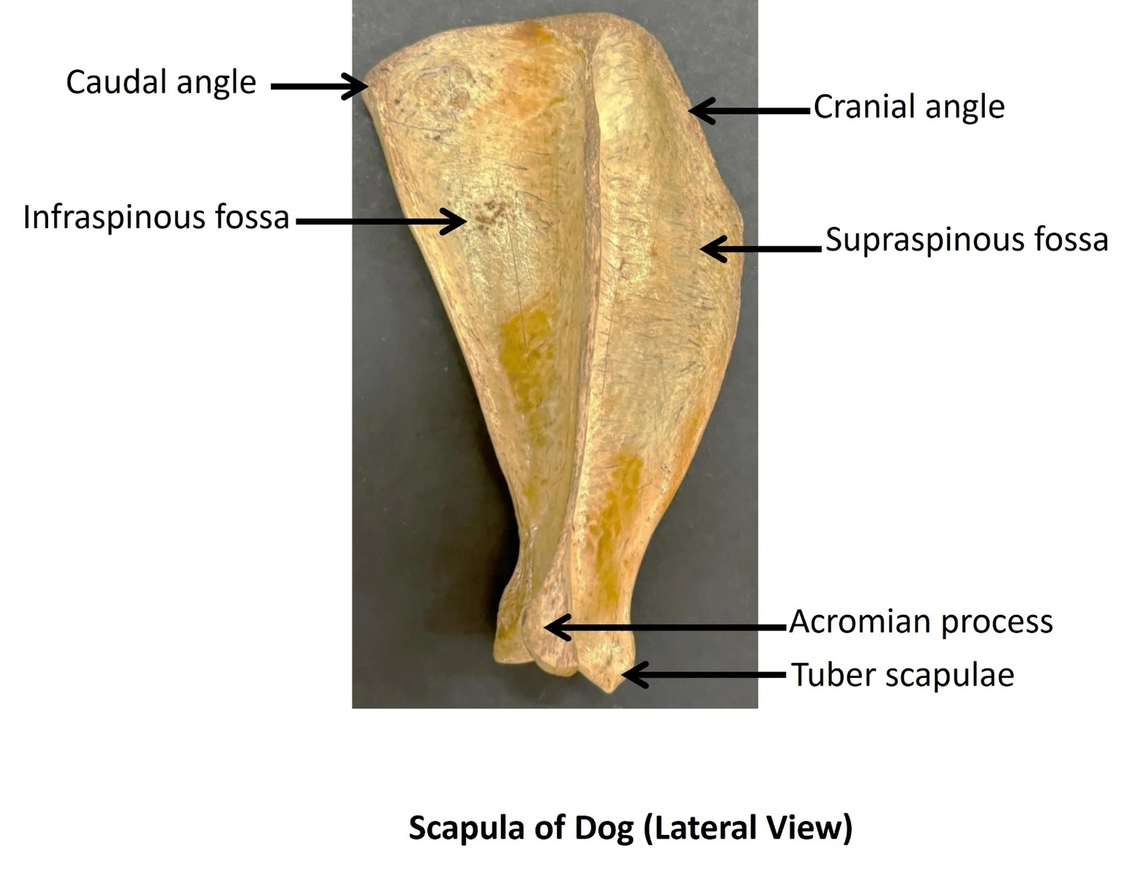 Scapula of Dog — Lateral view