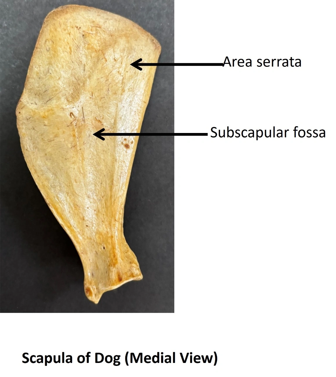 Scapula of Dog — Medial view