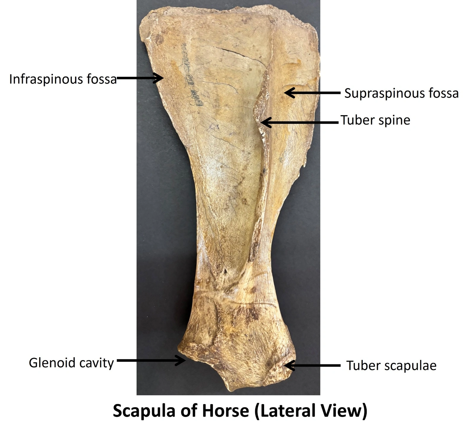 Scapula of Horse — Lateral view