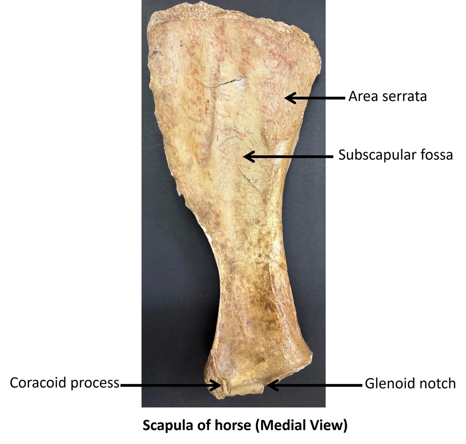 Scapula of Horse — Medial view