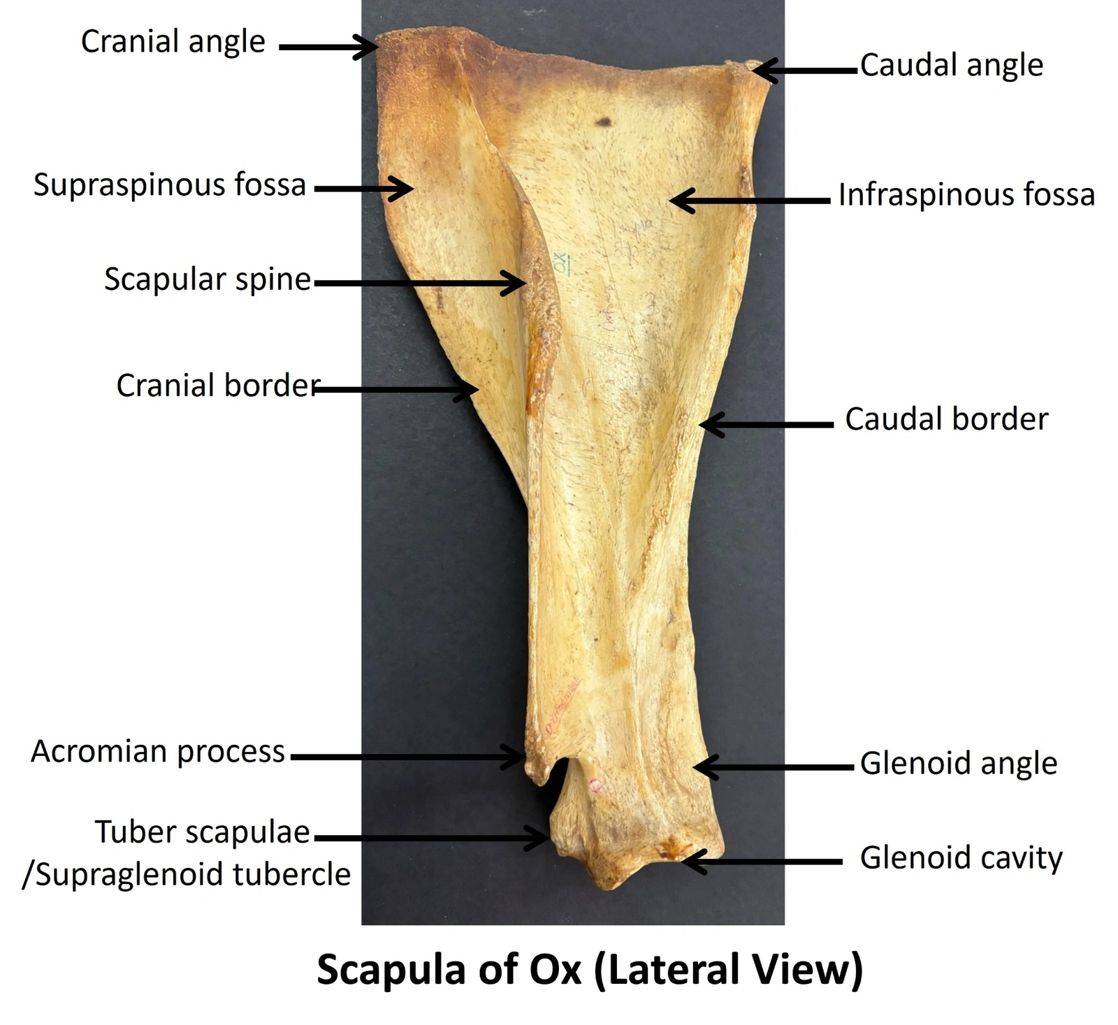 Scapula of Ox — Lateral view