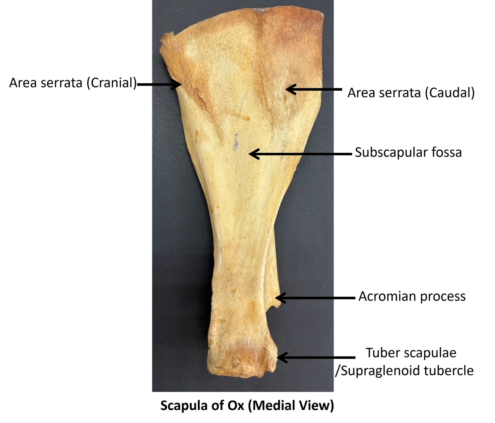 Scapula of Ox — Medial view