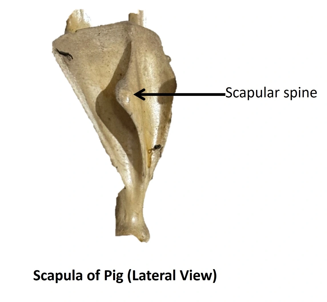 Scapula of Pig — Lateral view