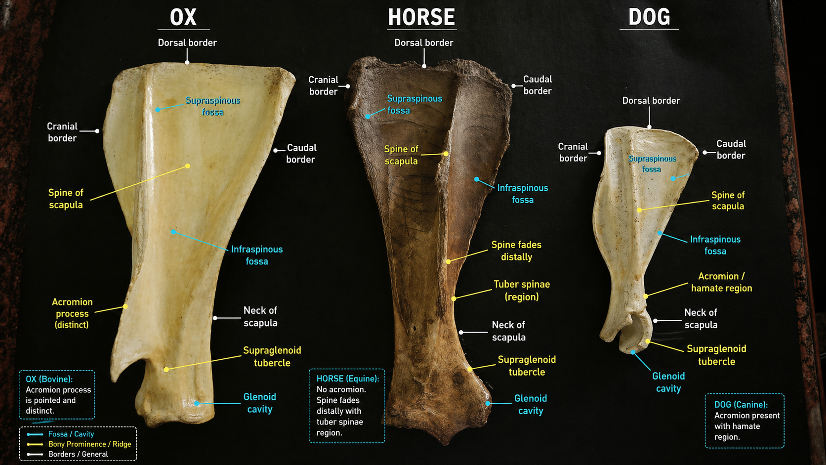 Comparative scapula — ox, horse and dog landmarks